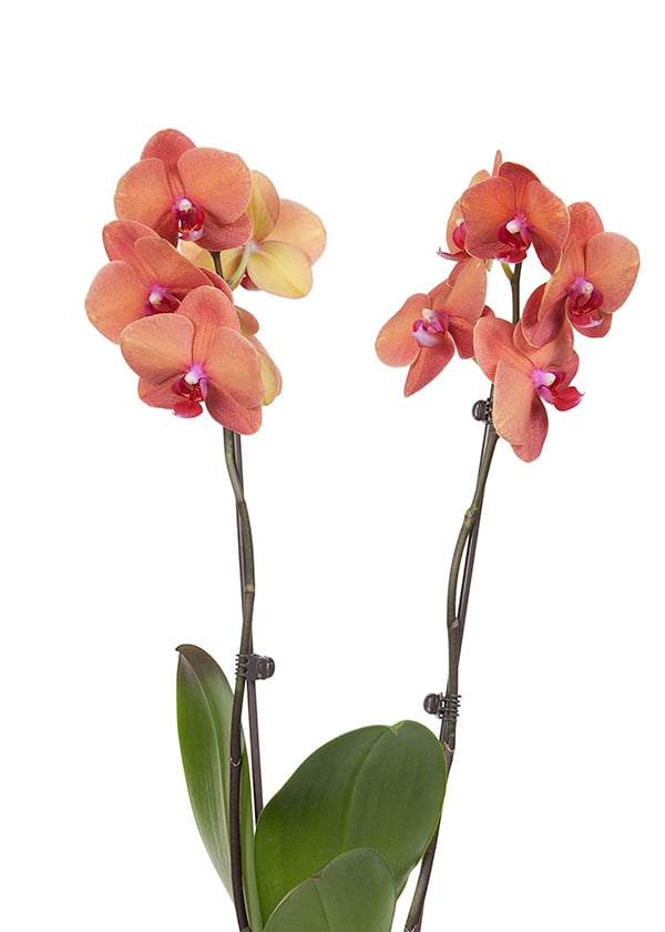 Best Plants for Dorms and Apartments